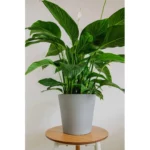 Buy Peace Lily, Spathiphyllum - Nursery Nisarga