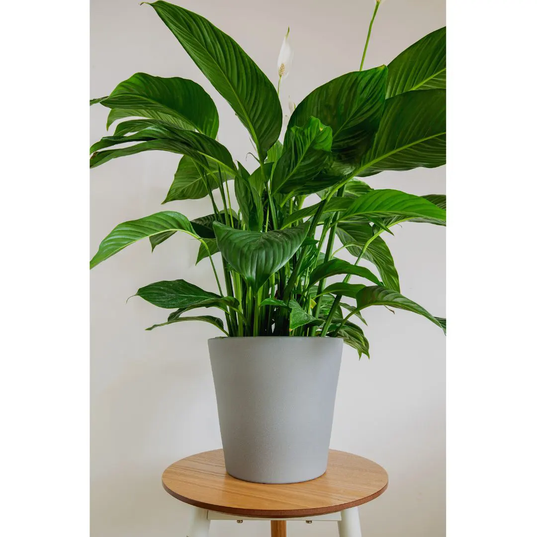 Buy Peace Lily Spathiphyllum Plant At Nursery Nisarga