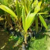 Buy Nariyal, Coconut Tree (Golden) - Plant Online