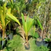 Buy Nariyal, Coconut Tree (Golden) - Plant Online