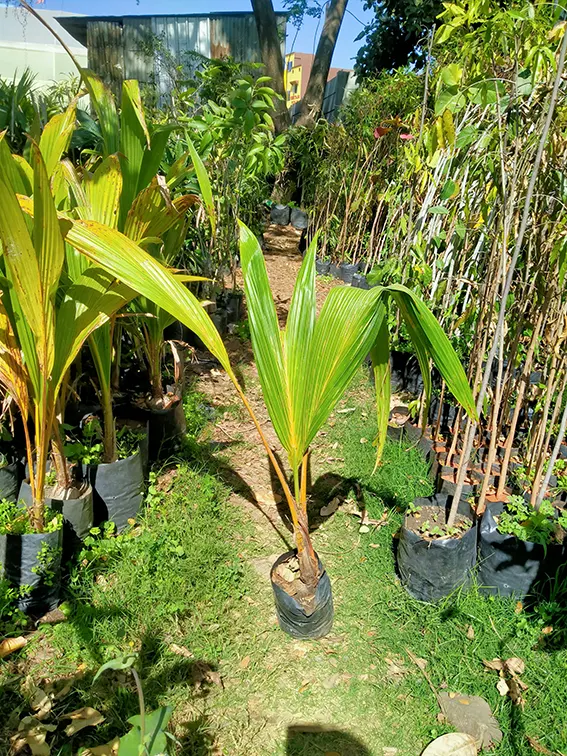 Buy Nariyal, Coconut Tree (Golden) - Plant Online