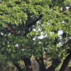 Buy Samanea saman, Rain Tree, Monkeypod Tree from Nursery Nisarga