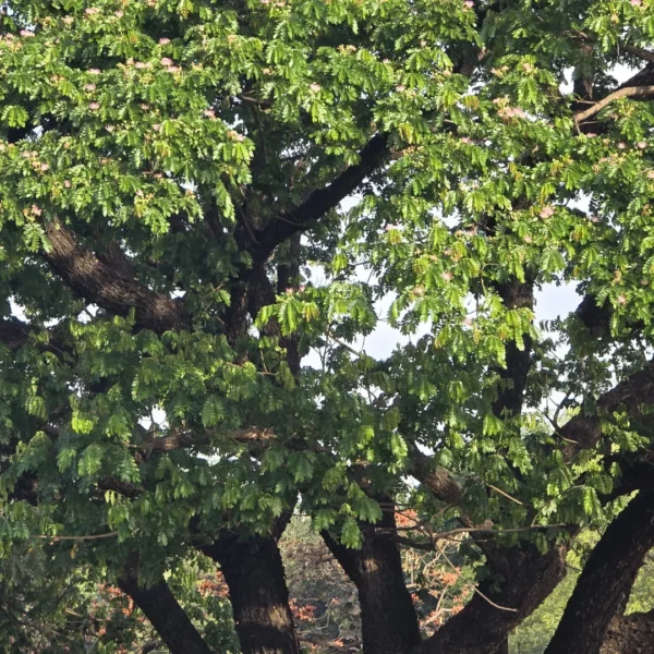 Buy Samanea saman, Rain Tree, Monkeypod Tree from Nursery Nisarga