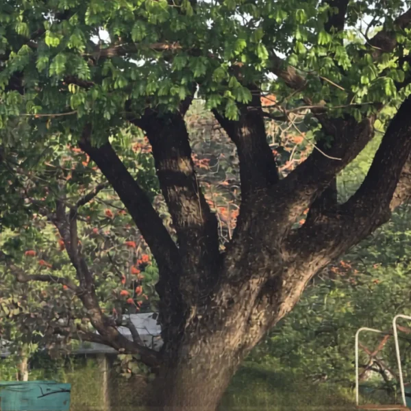 Buy Samanea saman, Rain Tree, Monkeypod Tree from Nursery Nisarga