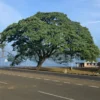 Buy Samanea saman, Rain Tree, Monkeypod Tree from Nursery Nisarga