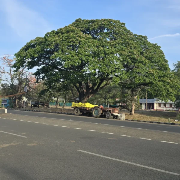 Buy Samanea saman, Rain Tree, Monkeypod Tree from Nursery Nisarga