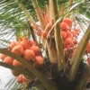 Buy Nariyal, Coconut Tree (Golden) - Plant Online