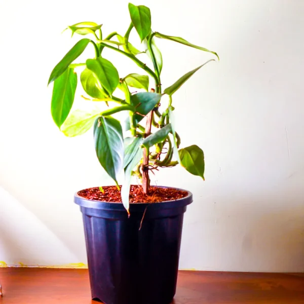 Buy Philodendron Hastatum ‘Silver Sword’ Plant Online at Nursery Nisarga