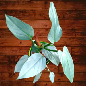 Buy Philodendron Hastatum ‘Silver Sword’ Plant Online