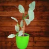 Buy Philodendron Hastatum ‘Silver Sword’ Plant Online