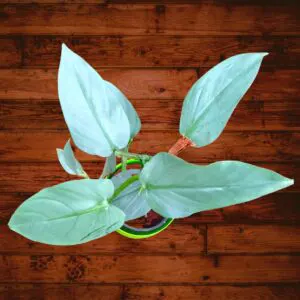 Buy Philodendron Hastatum ‘Silver Sword’ Plant Online