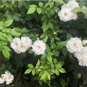 Buy Creeper, Climber Rose Plant (White) Online at Nurserynisarga.in