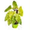 Buy Philodendron Painted Lady Online at Nursery Nisarga