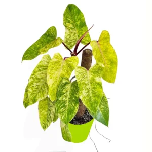 Buy Philodendron Painted Lady Online at Nursery Nisarga