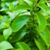 Buy Stevia “Sweet Tulsi” – Plant from Nursery Nisarga