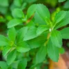 Buy Stevia “Sweet Tulsi” – Plant from Nursery Nisarga