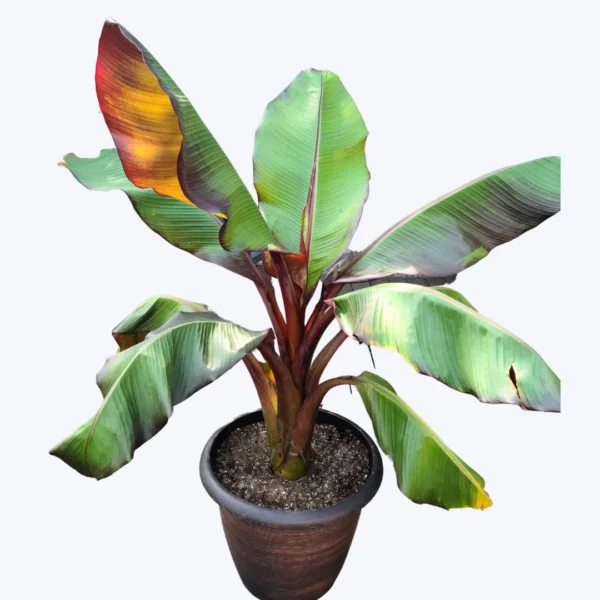 Buy Musa acuminata 'Red Dacca' | Red Banana Tree Online