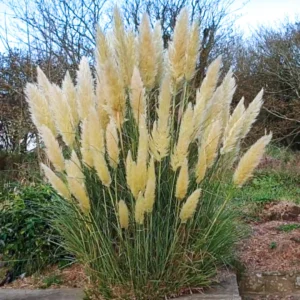 Buy Pampas Grass, Cortaderia selloana (white) - Plant online