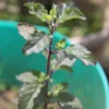 Shyama tulsi plant