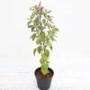 Buy Shyama tulsi plant - Nursery Nisarga