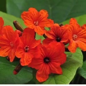 Buy Cordia Sebestena, Geiger Tree From Nursery Nisarga