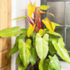 Buy Philodendron Painted Lady - Plant from Nursery Nisarga