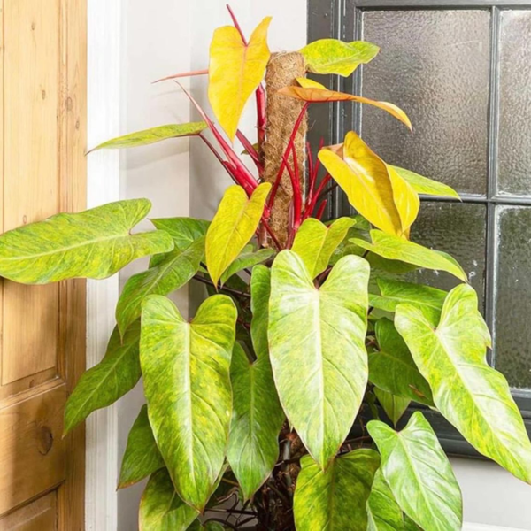 Buy Philodendron Painted Lady - Plant from Nursery Nisarga