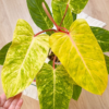 Buy Philodendron Painted Lady - Plant from Nursery Nisarga