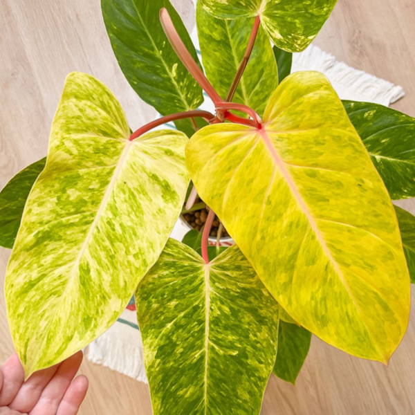 Buy Philodendron Painted Lady - Plant from Nursery Nisarga