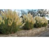 Buy Pampas Grass, Cortaderia selloana (white) - Plant online