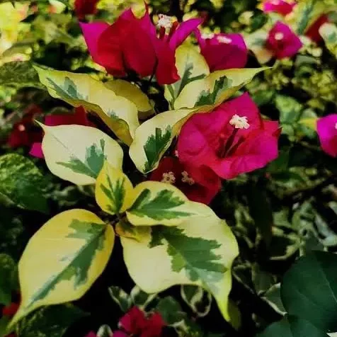 Buy Royal Dolphin Bougainvillea Plant (Crush Red Color) Online