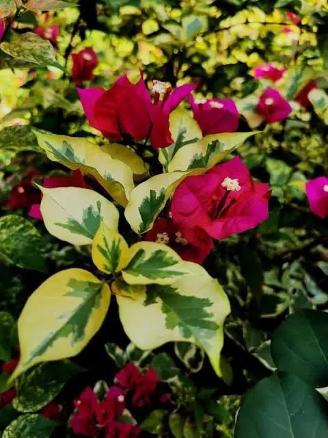 Buy Royal Dolphin Bougainvillea Plant (Crush Red Color) Online