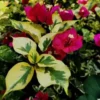 Buy Royal Dolphin Bougainvillea Plant (Crush Red Color) from Nursery Nisarga