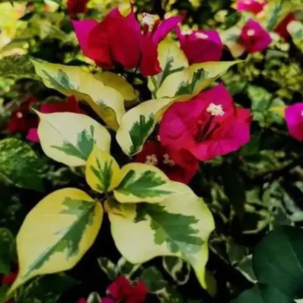 Buy Royal Dolphin Bougainvillea Plant (Crush Red Color) from Nursery Nisarga