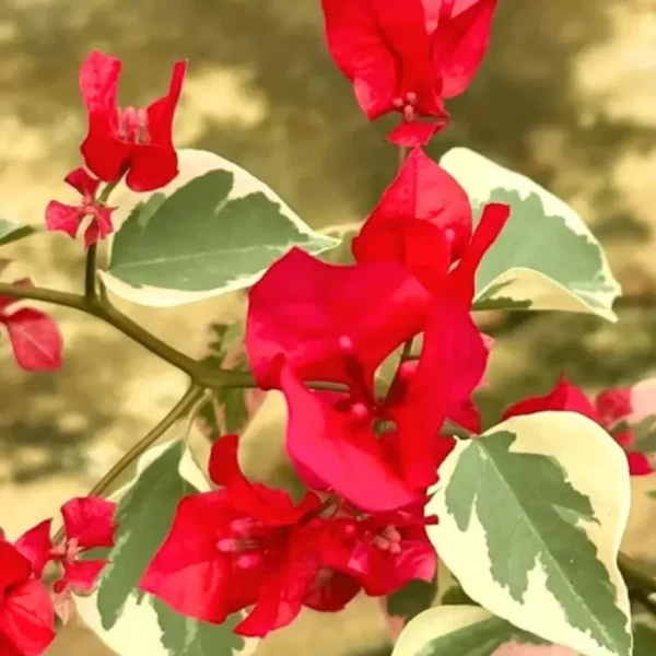Buy Royal Dolphin Bougainvillea Plant (Crush Red Color)Royal Dolphin Bougainvillea Plant (Crush Red Color)Royal Dolphin Bougainvillea Plant (Crush Red Color)Royal Dolphin Bougainvillea Plant (Crush Red Color)Royal Dolphin Bougainvillea Plant (Crush Red Color)Royal Dolphin Bougainvillea Plant (Crush Red Color)Royal Dolphin Bougainvillea Plant (Crush Red Color)Royal Dolphin Bougainvillea Plant (Crush Red Color)Royal Dolphin Bougainvillea Plant (Crush Red Color)Royal Dolphin Bougainvillea Plant (Crush Red Color)Royal Dolphin Bougainvillea Plant (Crush Red Color)Royal Dolphin Bougainvillea Plant (Crush Red Color)Royal Dolphin Bougainvillea Plant (Crush Red Color)Royal Dolphin Bougainvillea Plant (Crush Red Color)Royal Dolphin Bougainvillea Plant (Crush Red Color)Royal Dolphin Bougainvillea Plant (Crush Red Color)Royal Dolphin Bougainvillea Plant (Crush Red Color)Royal Dolphin Bougainvillea Plant (Crush Red Color)Royal Dolphin Bougainvillea Plant (Crush Red Color)Royal Dolphin Bougainvillea Plant (Crush Red Color)Royal Dolphin Bougainvillea Plant (Crush Red Color) from Nursery Nisarga