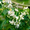 Buy Drum stick / Sehjan/ Moringa Oleifera Tree from Nursery Nisarga