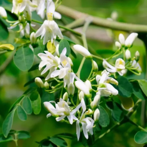 Buy Drum stick / Sehjan/ Moringa Oleifera Tree from Nursery Nisarga