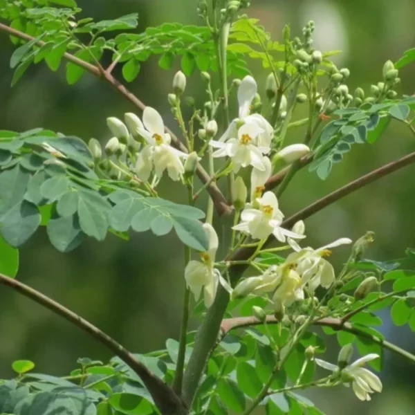 Buy Drum stick / Sehjan/ Moringa Oleifera Tree from Nursery Nisarga