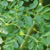 Buy Drum stick / Sehjan/ Moringa Oleifera Tree from Nursery Nisarga