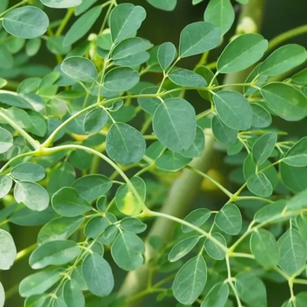Buy Drum stick / Sehjan/ Moringa Oleifera Tree from Nursery Nisarga