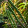 Buy Drum stick / Sehjan/ Moringa Oleifera Tree from Nursery Nisarga