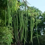 Buy Drum stick / Sehjan/ Moringa Oleifera Tree from Nursery Nisarga