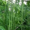 Buy Drum stick / Sehjan/ Moringa Oleifera Tree from Nursery Nisarga
