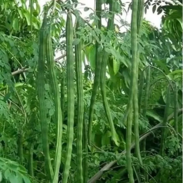 Buy Drum stick / Sehjan/ Moringa Oleifera Tree from Nursery Nisarga