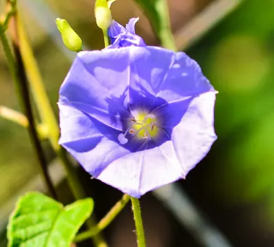 Buy Jacquemontia Creeper Plant (Blue) Online