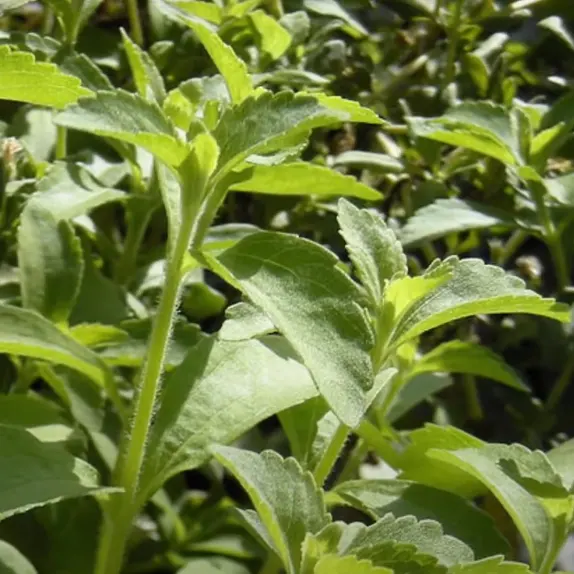 Stevia "Sweet Tulsi" - Plant Tulsi- Nursery Nisarga
