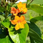 Buy Cordia Sebestena, Geiger Tree Online