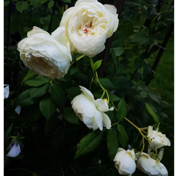 Buy Creeper, Climber Rose Plant (White) Online at Nurserynisarga.in