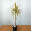 Buy Dracaena Colorama Yellow- Plant Online