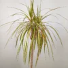 Buy Dracaena Colorama Yellow- Plant Online